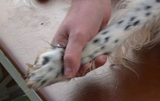 Baumhakl - Akupunktmassage am Hund