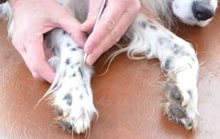 Baumhakl - Akupunktmassage am Hund